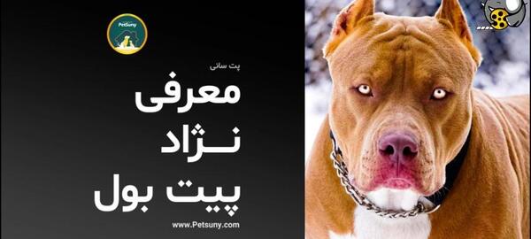 عکس سگ پیت بول زرد