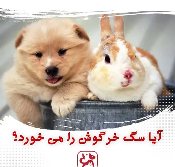 عکس خرگوش ژرمن