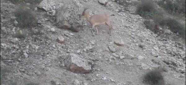 عکس سبزکوه