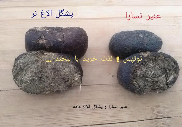 عکس سیگار عنبر نسا
