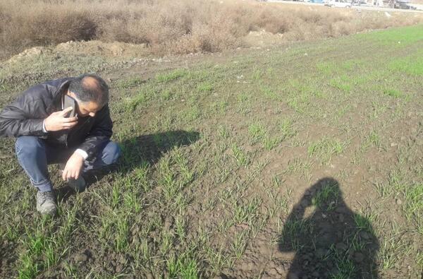 عکس سوسک سیاه گندم