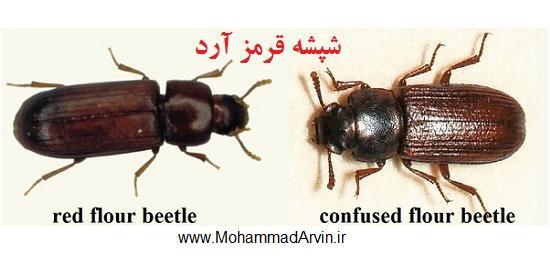 عکس سوسک سیاه گندم