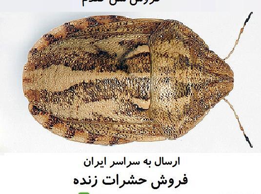 عکس سوسک سیاه گندم