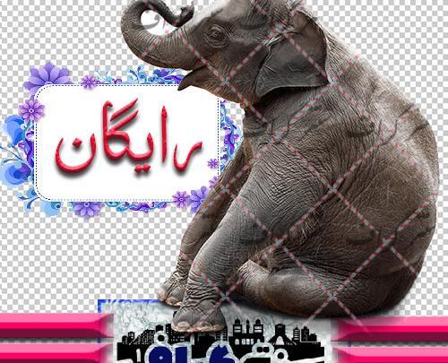 عکس فیل فیل