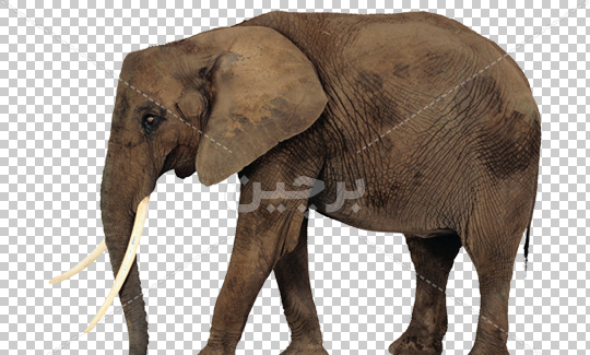عکس فیل فیل