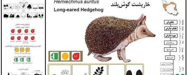عکس جوجه تیغی و خارپشت