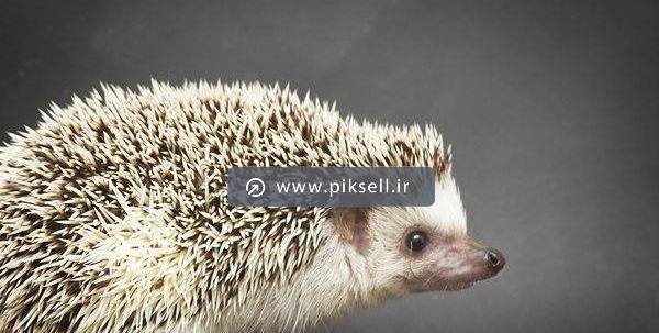 عکس جوجه تیغی و خارپشت