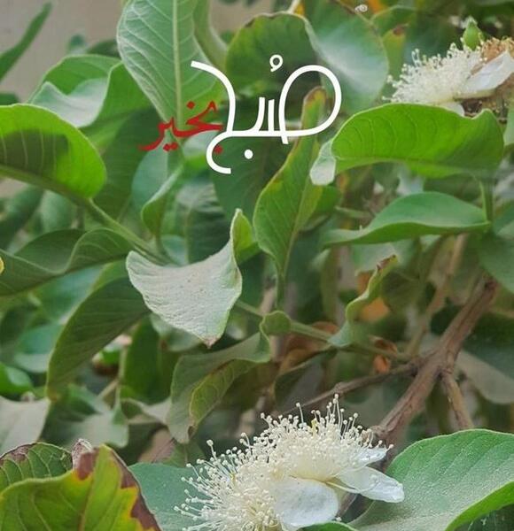 عکس پروفایل صبح بخیر دوستانه