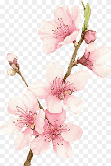 عکس نقاشی گل شکوفه