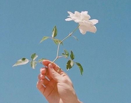 عکس گل برای پروفایل در دست
