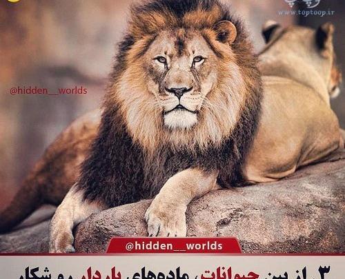 عکس نوشته ی شیر سلطان جنگل