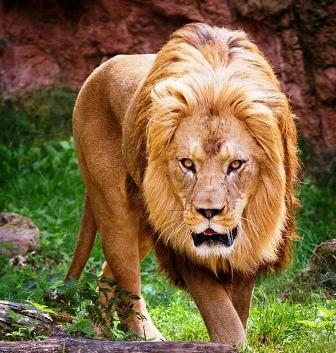 عکس نوشته ی شیر سلطان جنگل