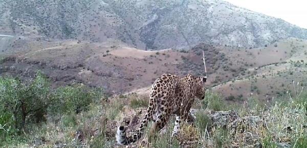 عکس پلنگ چینی