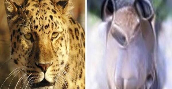 عکس پلنگ چینی