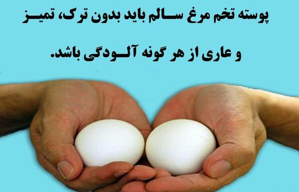عکس روز جهانی تخمه مرغ