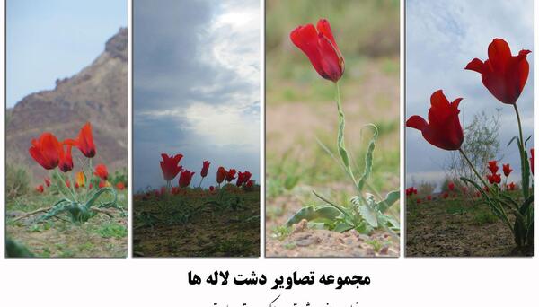 عکس گروه گل لاله