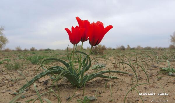 عکس گروه گل لاله