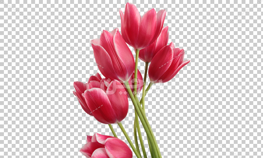 عکس گروه گل لاله