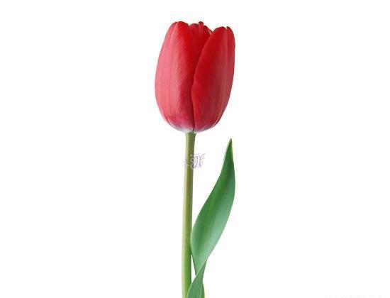 عکس گروه گل لاله