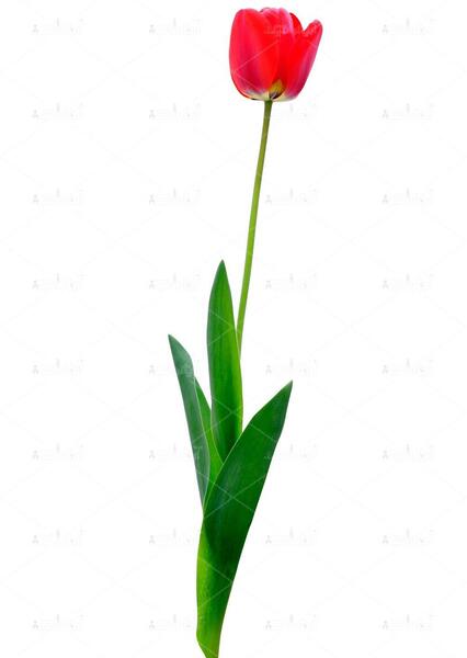 عکس گروه گل لاله