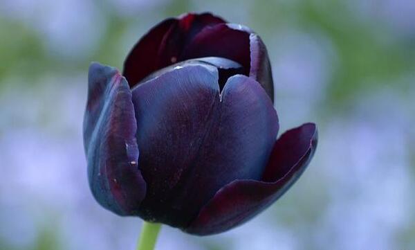 عکس گروه گل لاله