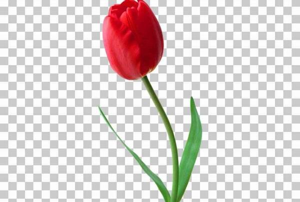 عکس گروه گل لاله