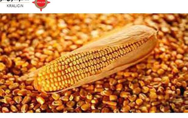 عکس ذرت خشک