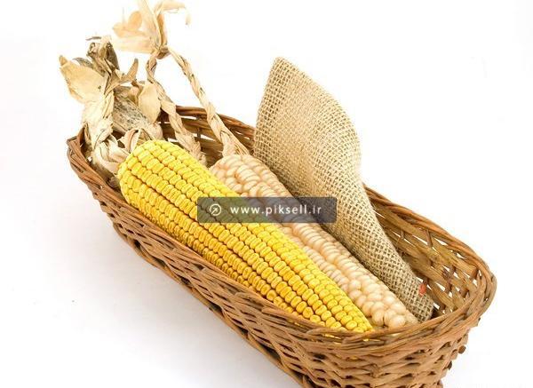 عکس ذرت خشک
