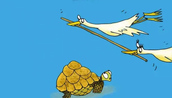 عکس لاک پشت و مرغابی ها