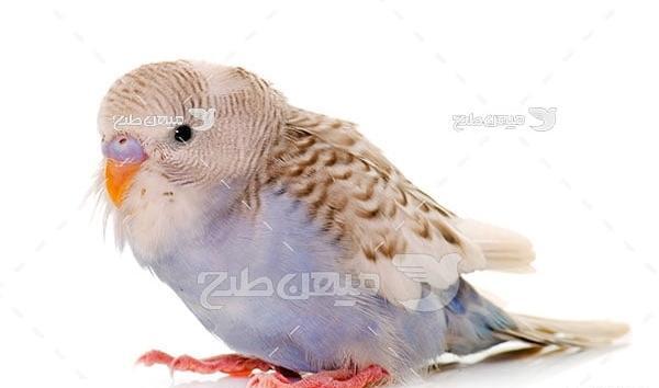 عکس مرغ عشق طراحی