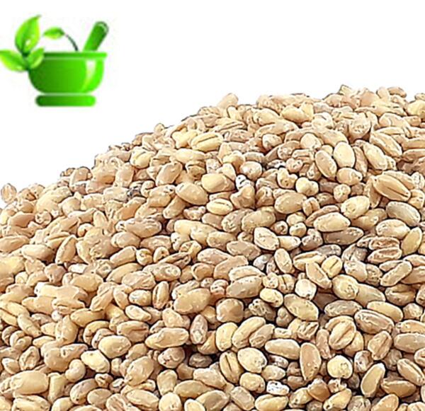 عکس حلیم جو