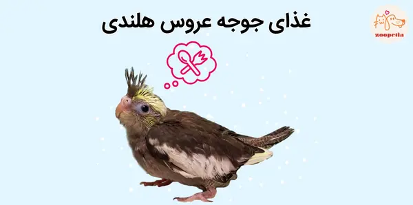 عکس رژیم غذایی عروس هلندی