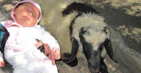 عکس نوزاد گوسفند