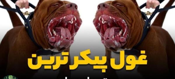 عکس بزرگترین سگ پیت بول