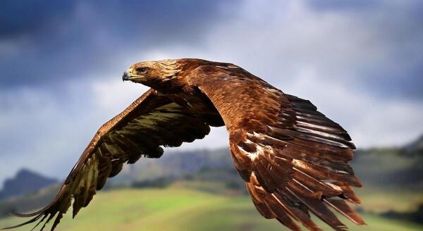 عکس عقاب طلایی ایرانی
