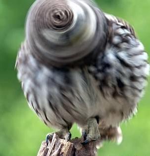 عکس جغد پرنده