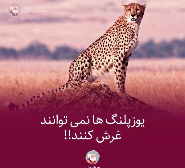 عکس های یوز پلنگ ها
