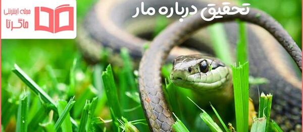عکس مار زنگی پشت الماسی