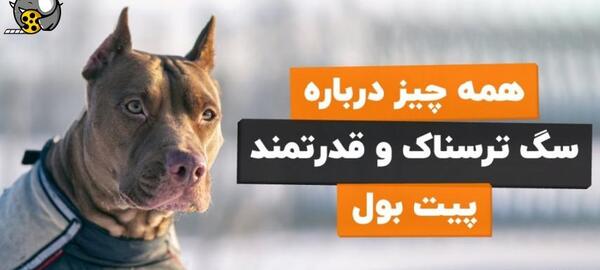 عکس سگ پیت بول ترسناک