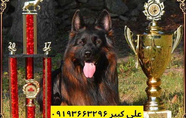 عکس سگ ژرمن شپرد پلیسی