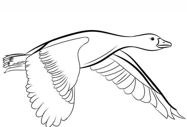 عکس نقاشی غاز ساده