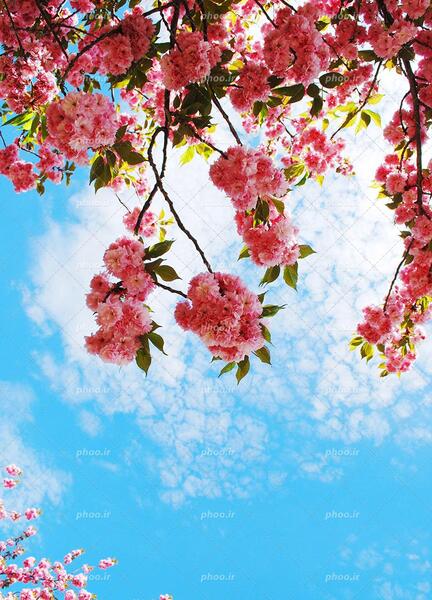 عکس شکوفه برای پس زمینه