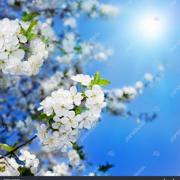 عکس شکوفه برای پس زمینه