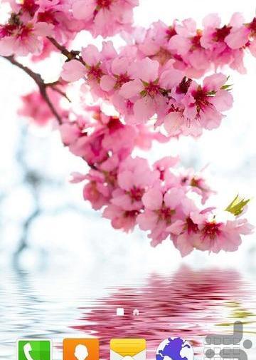 عکس شکوفه برای پس زمینه