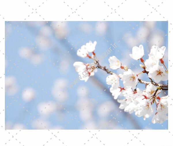 عکس شکوفه برای پس زمینه