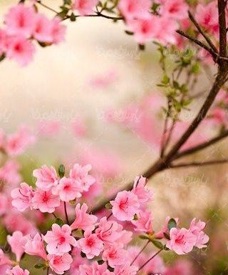 عکس شکوفه برای پس زمینه