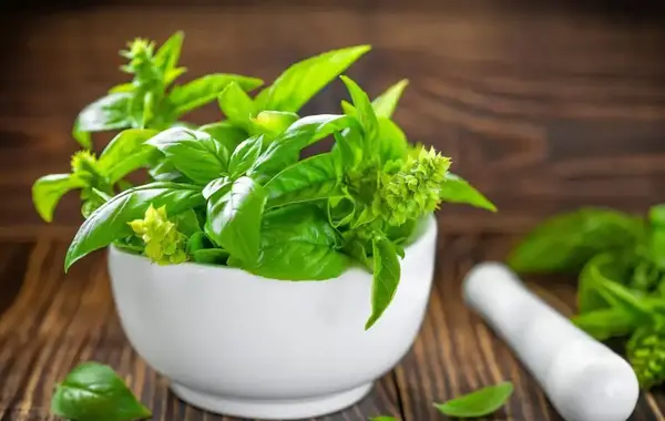 عکس گیاه تین فیل