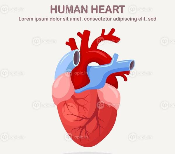 عکس قلب انسان کارتونی