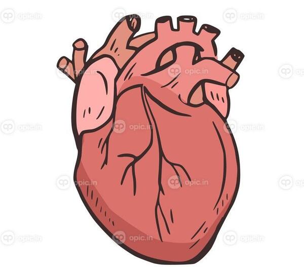عکس قلب انسان کارتونی