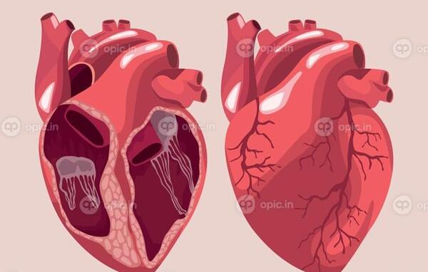 عکس قلب انسان کارتونی